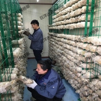 甘肃省食用菌培菌架 大棚养殖蘑菇架 工厂化出菇房网格架