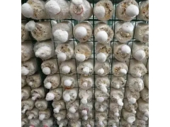 食用菌网格培养架 蘑菇网片生产厂家 恒温菇房出菇架图3