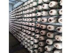 食用菌网格培养架生产厂家 蘑菇养殖网格网架 恒温菇房出菇架图2