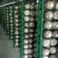 恒温菇房出菇架 食用菌培养架 蘑菇养殖网格网架
