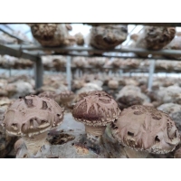 出菇菌棒 香菇菌棒批发 大量供应香菇菌棒 出菇率高