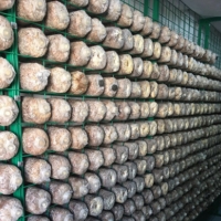 蘑菇出菇网 蘑菇养殖网片 食用菌培养架 食用菌专用网格架
