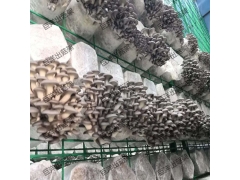 食用菌网格培养架 蘑菇网片生产厂家 恒温菇房出菇架图2