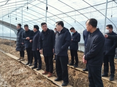 仙桃市委书记和市长到仙桃市张沟镇考察大球盖菇栽培基地 (4)
